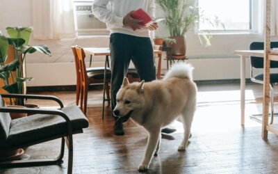 How You Can Benefit From Accepting Pets in Your Rental Property